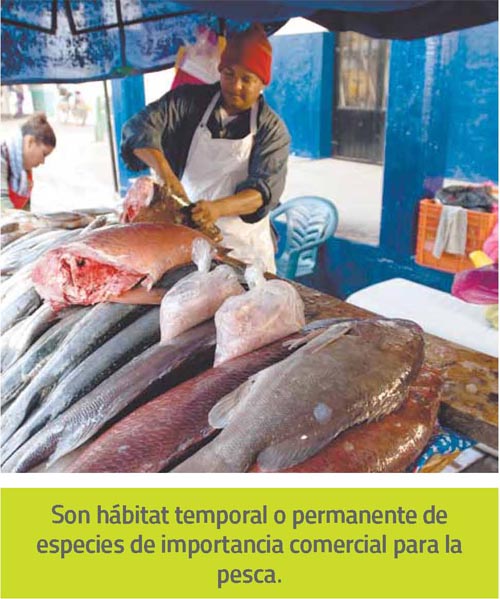 Pescado fresco