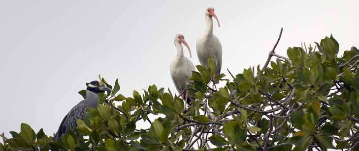 Aves migratorias