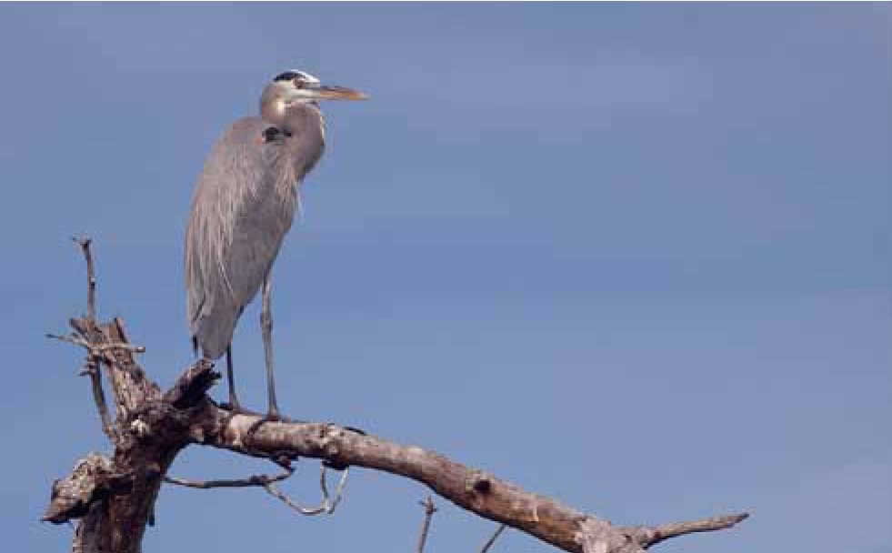 Aves migratorias