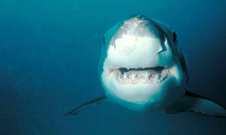 Great white shark