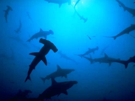 hammerhead sharks