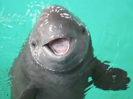 Vaquita porpoise