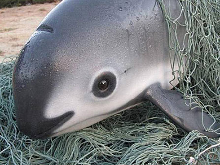 Vaquita porpoise