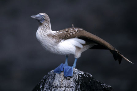 Blue-footed booby